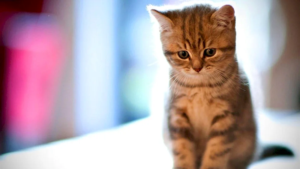 Sad kitten