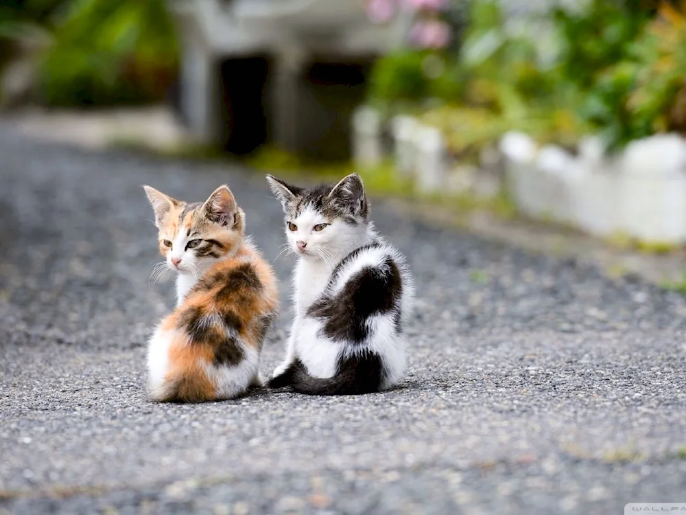 Cats on the desktop