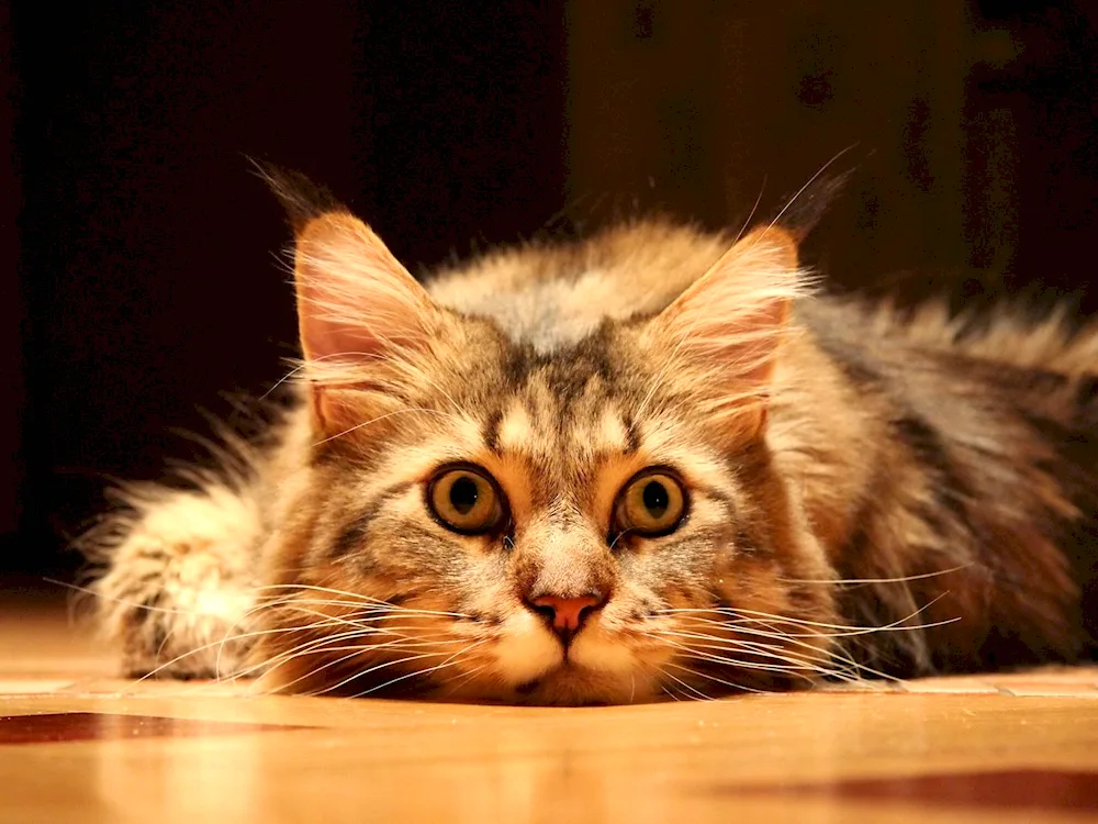 Cute kittens