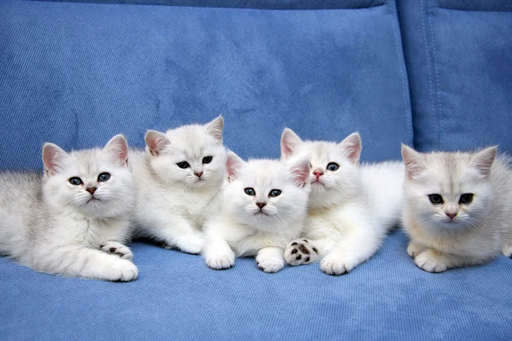 British chinchilla cat kittens