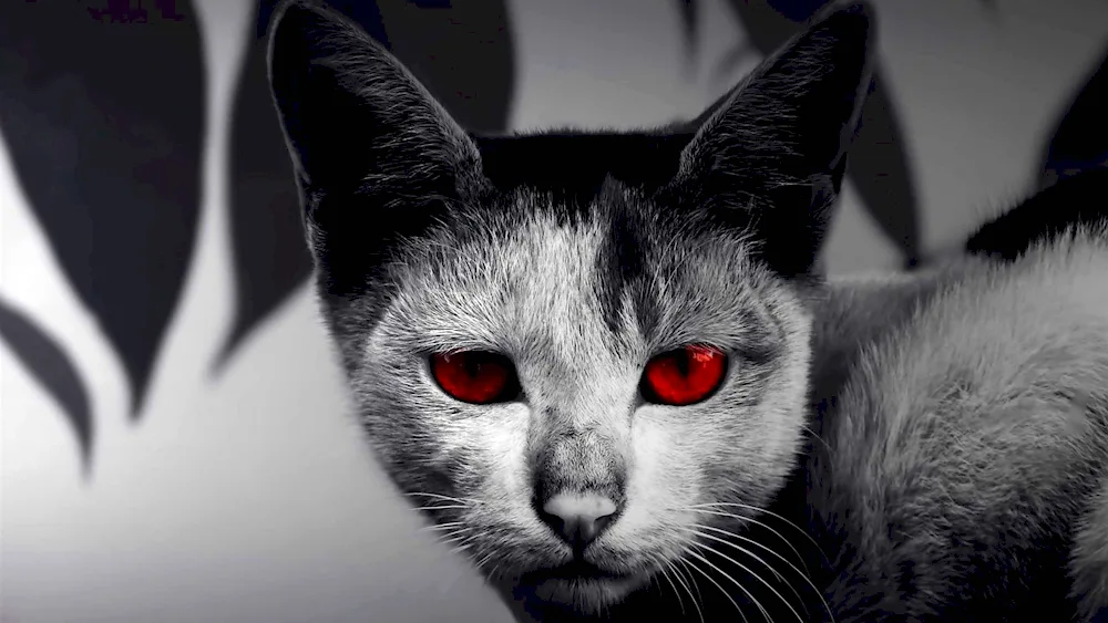 An evil cat