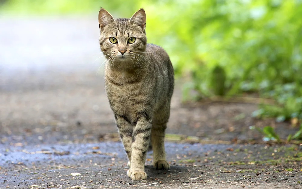 Tabby mackerel