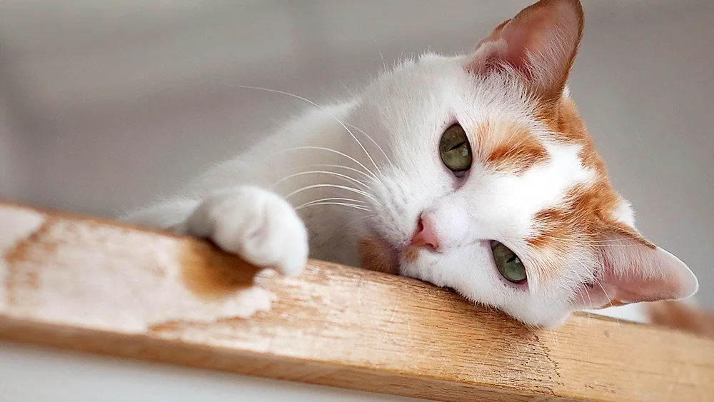 Cat lying on the window