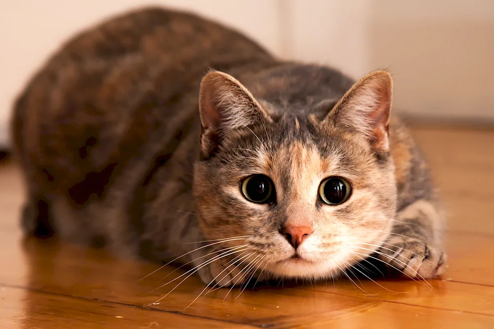 Scottish Fold Scottish lop cat