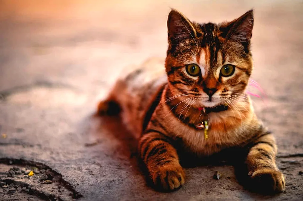 Kitten under the bench