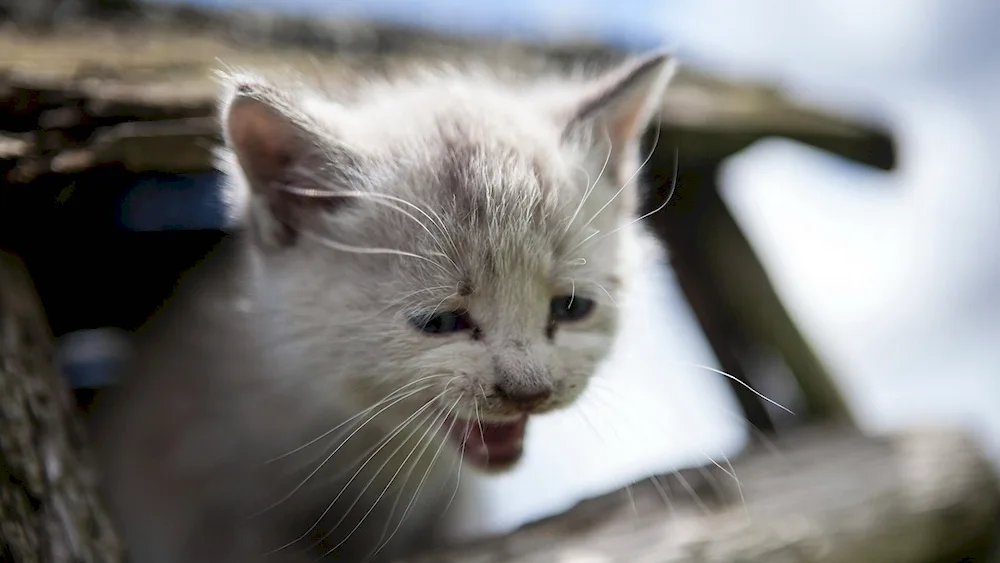 Cat crying
