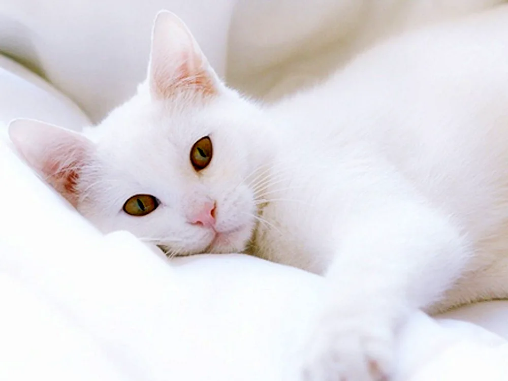 Cat white