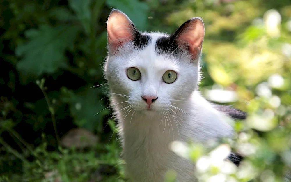 Turkish Van heterochromia