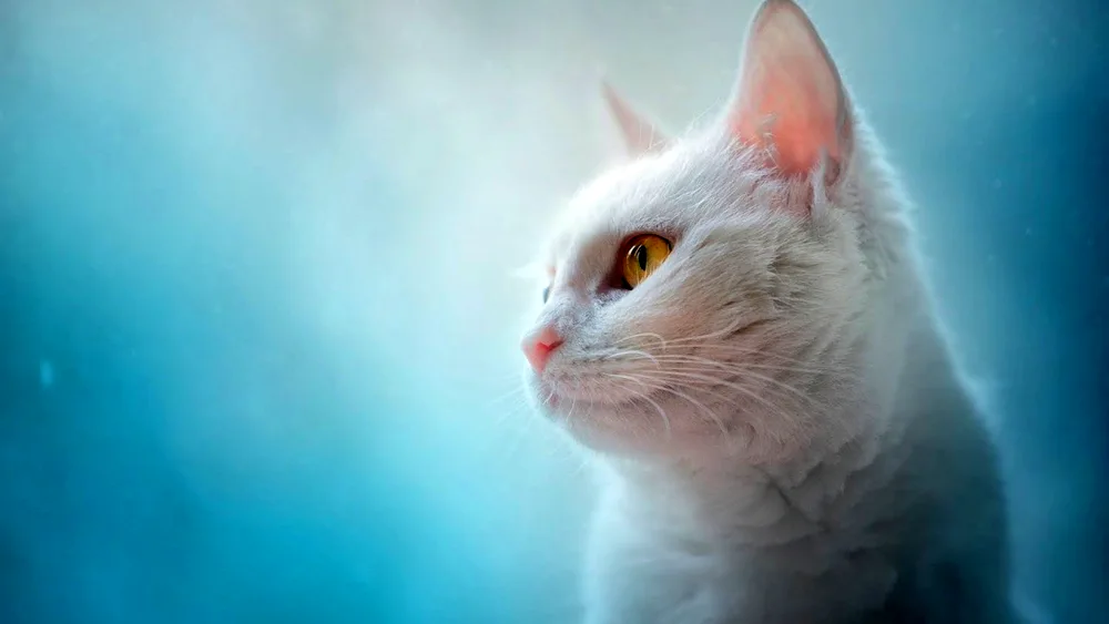 White cat