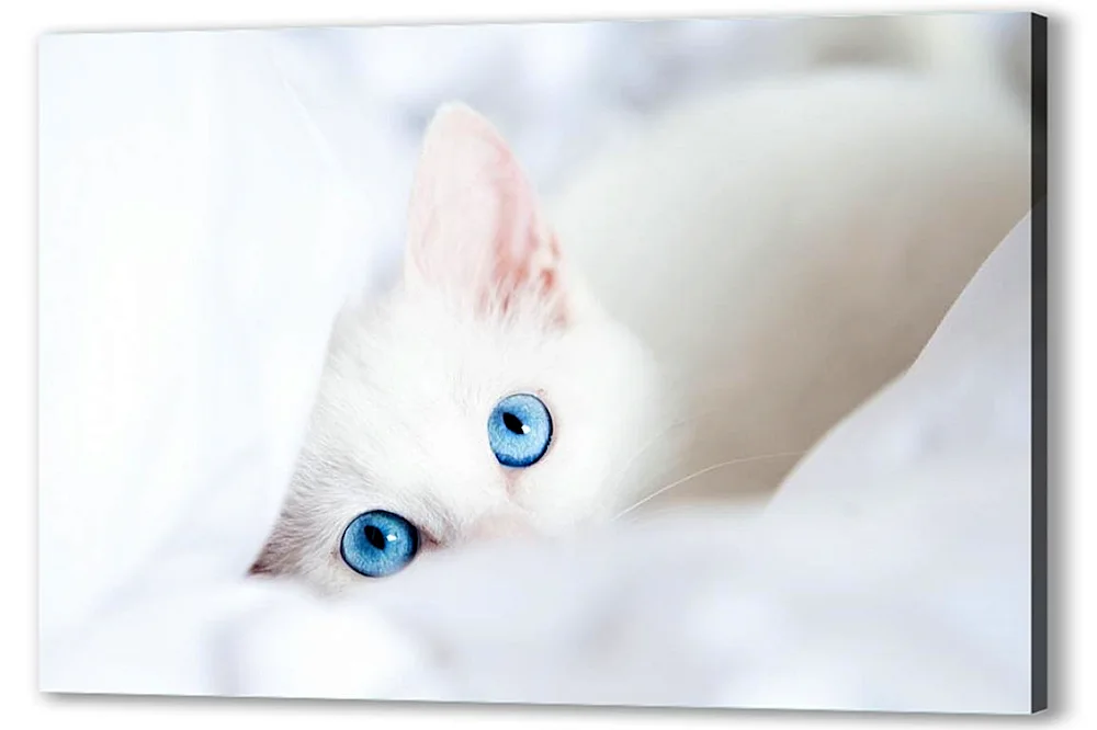 Ochos azules cat Ragdoll blue-eyed cat