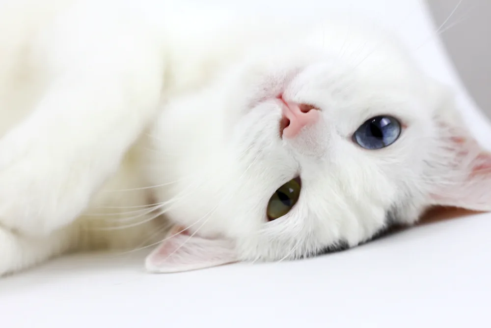 Cat white