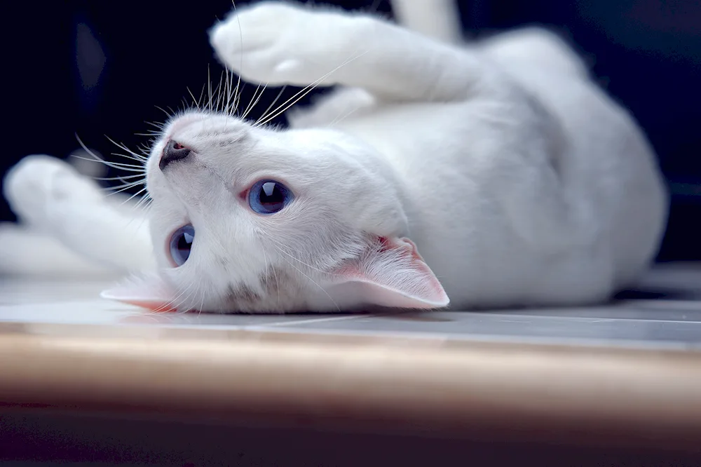 European shorthair cat white cat white cat white cat white cat white cat white cat white cat