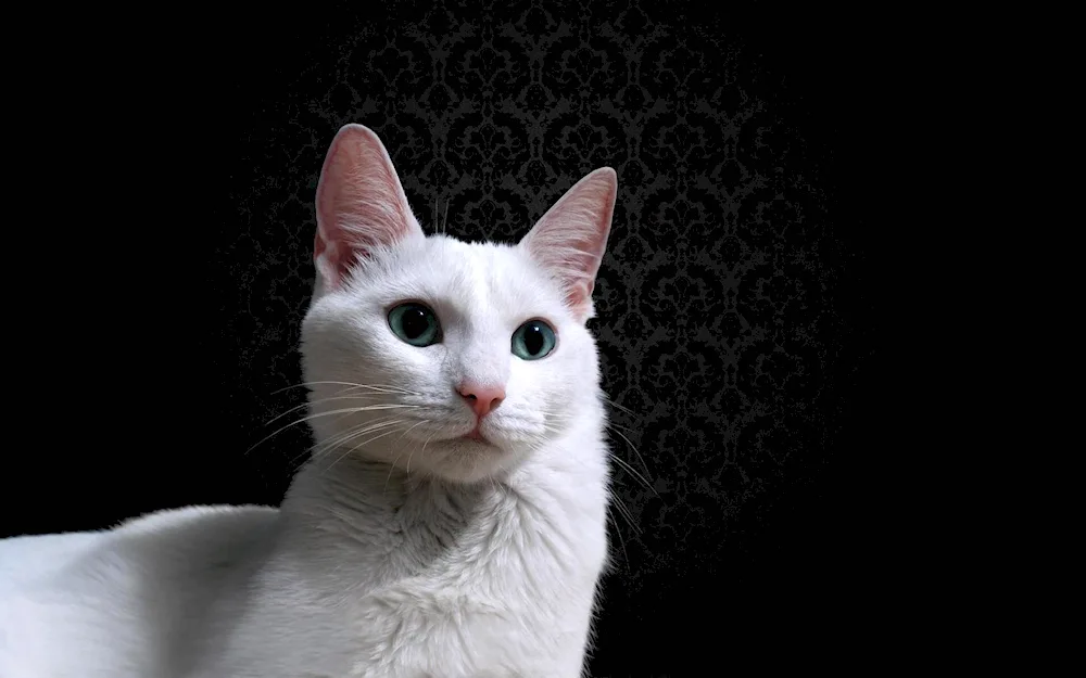 White cat