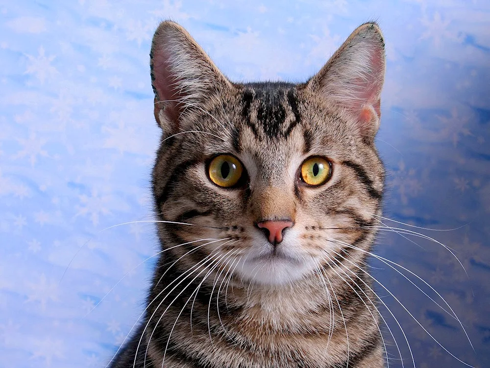 European shorthair grey striped cat