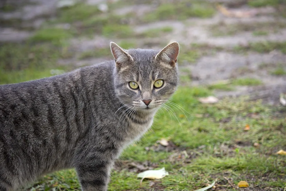 European shorthair cat grey striped