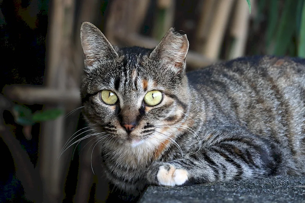 European shorthair tabby