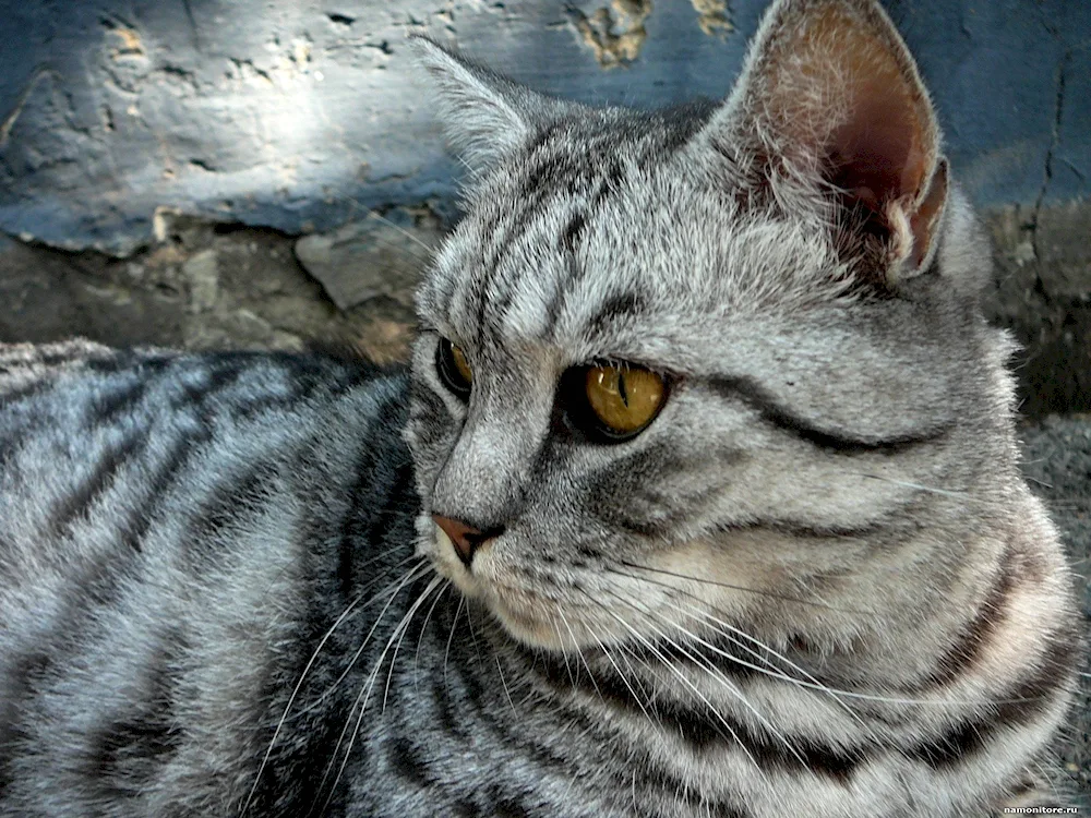 European shorthair cat grey striped