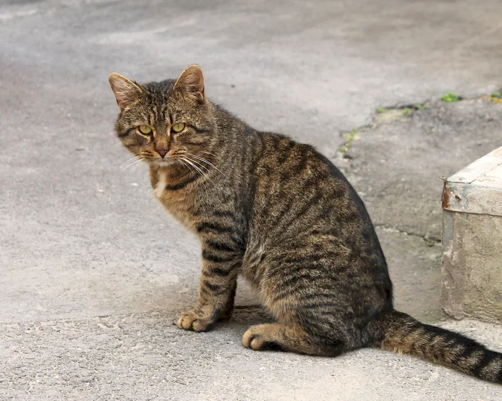 European shorthair cat grey striped