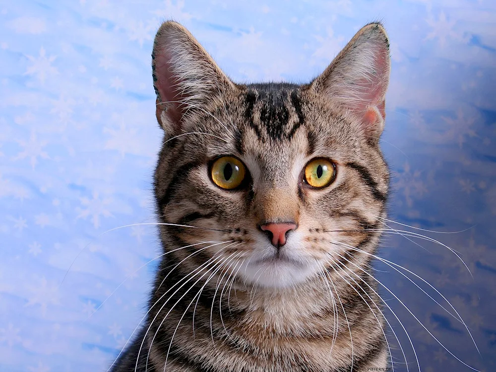 European shorthair tabby cat