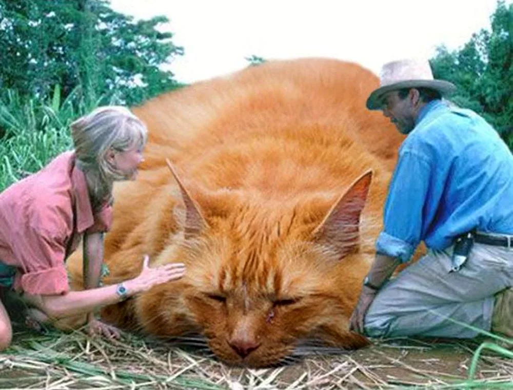 Fat Maine Coon cat