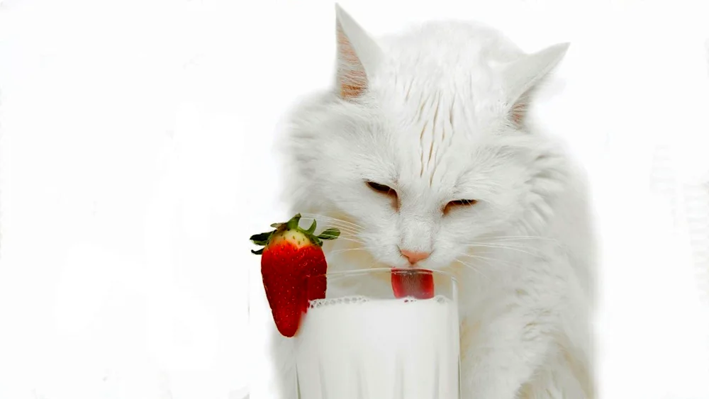 Cat and strawberries