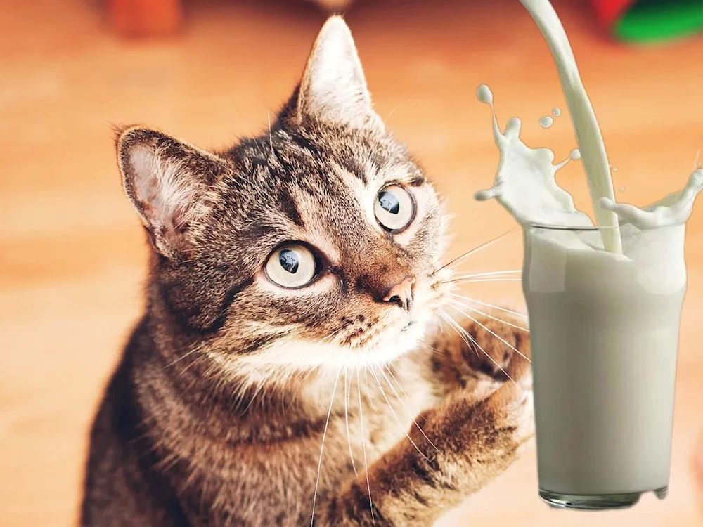 Cat and milk