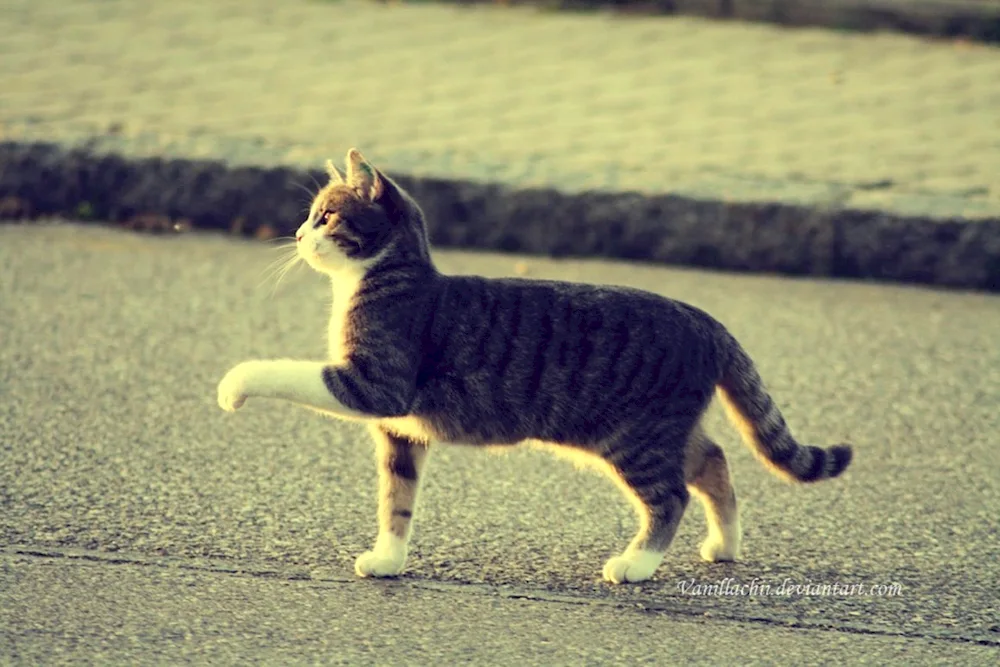 Cat walking