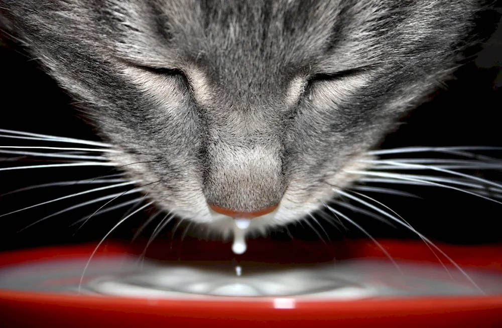 Kitten in a milk bottle. Praying