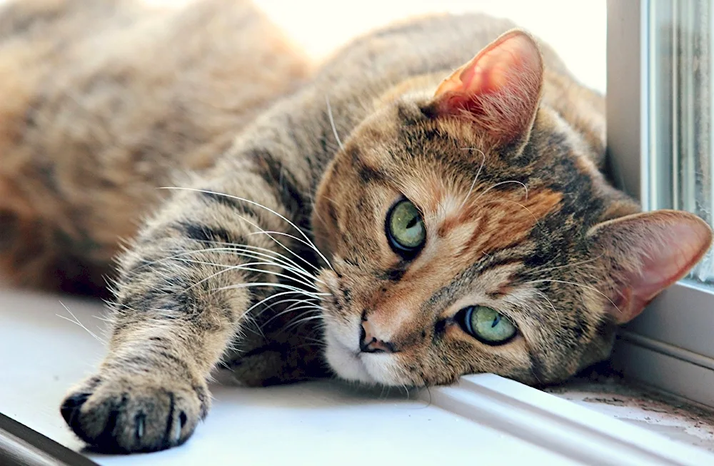 Red kitten by the window