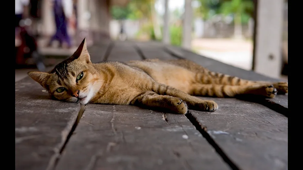 Cat lying down