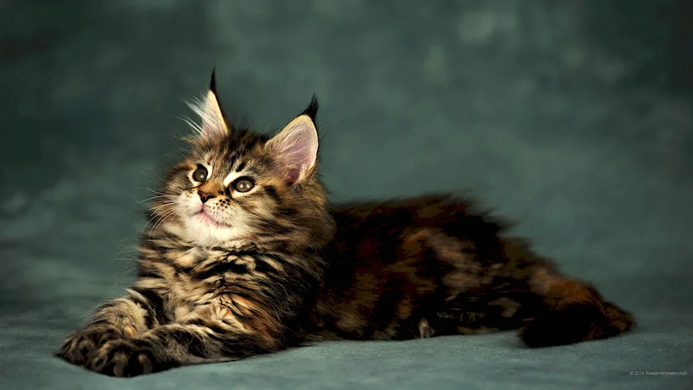 Maine Coon cat