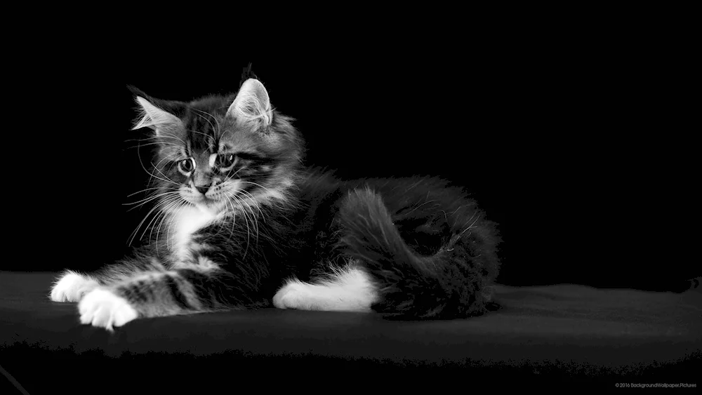 Maine Coon cat