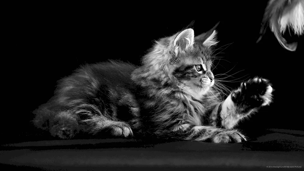 Maine Coon cat black