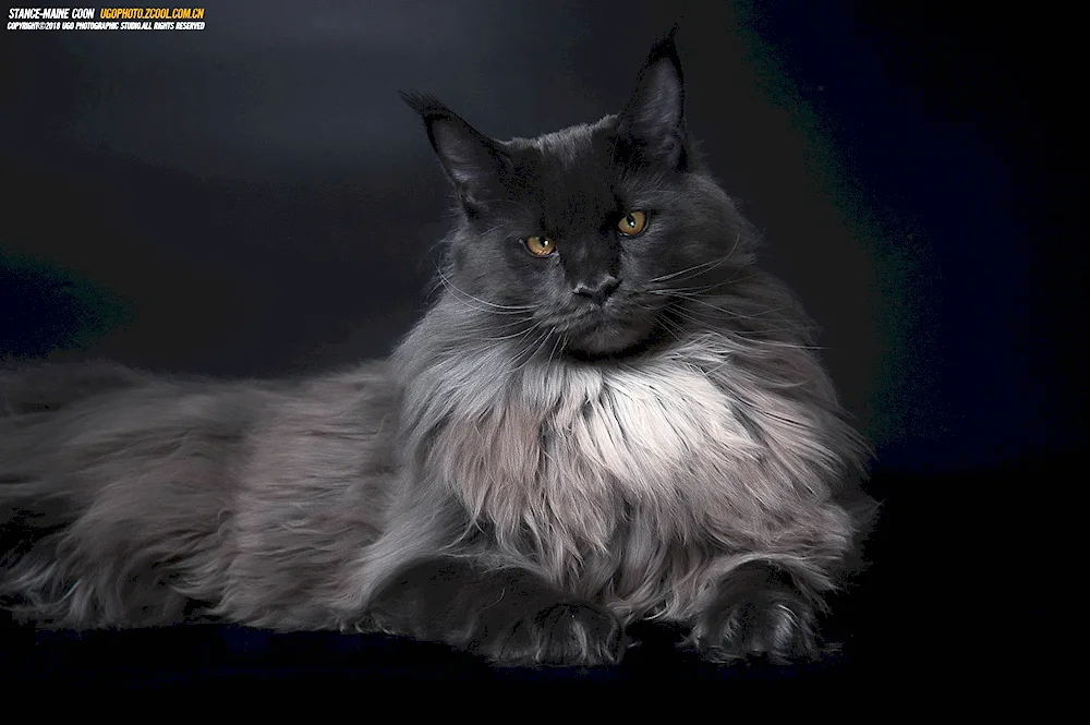 Maine Coon cat black