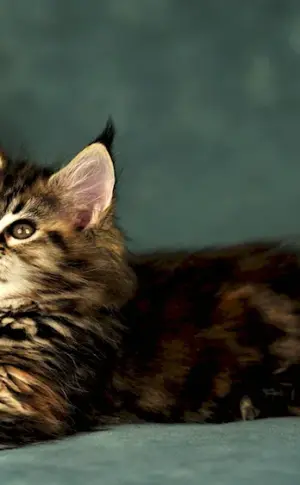 Maine Coon