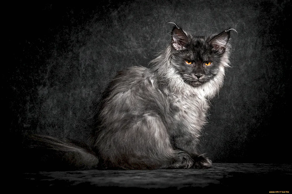 Maine Coon cat