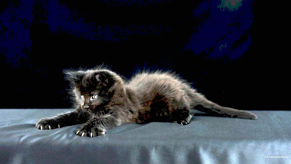 Maine Coon black