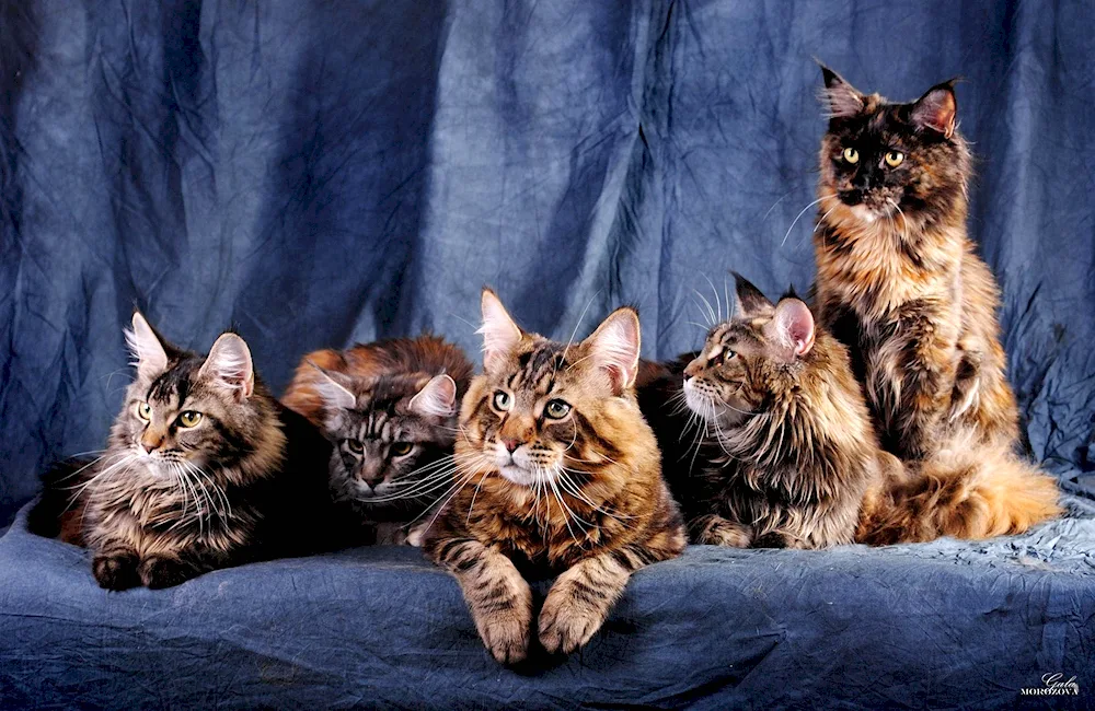 Maine Coon cat