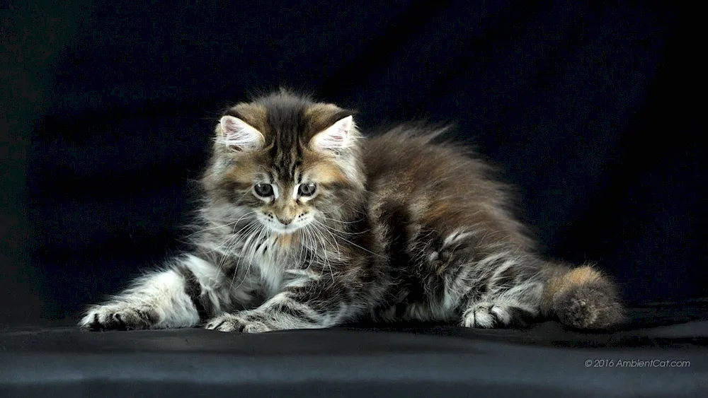 Norwegian Forest cat short hair cat