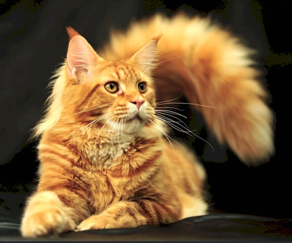 Maine Coon ginger cat