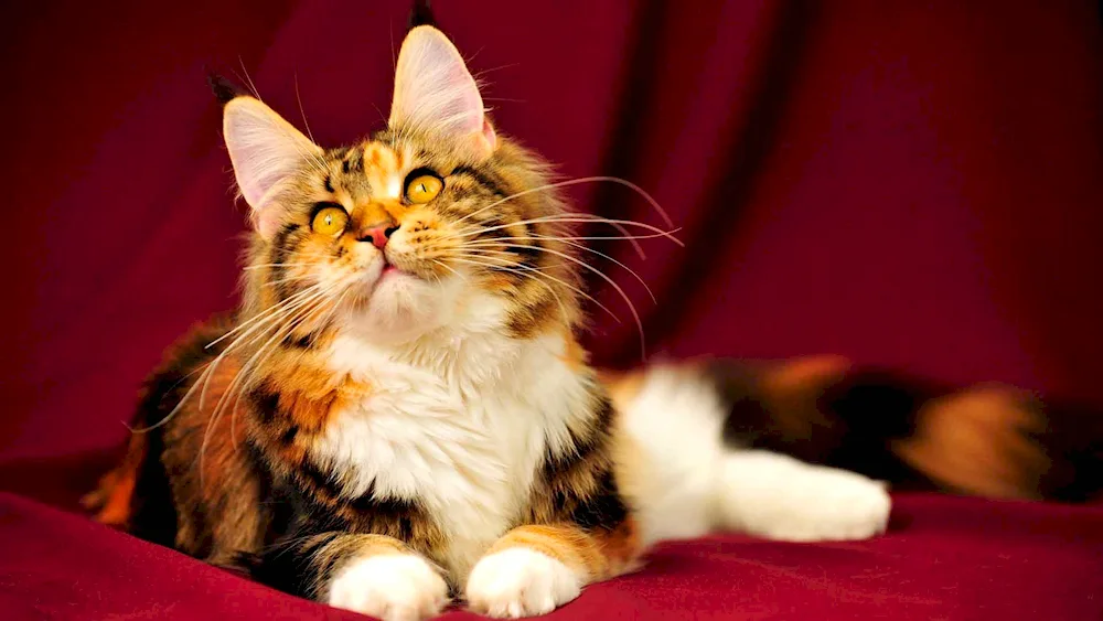 Maine Coon cat