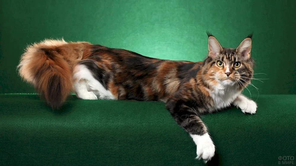 Maine Coon cat