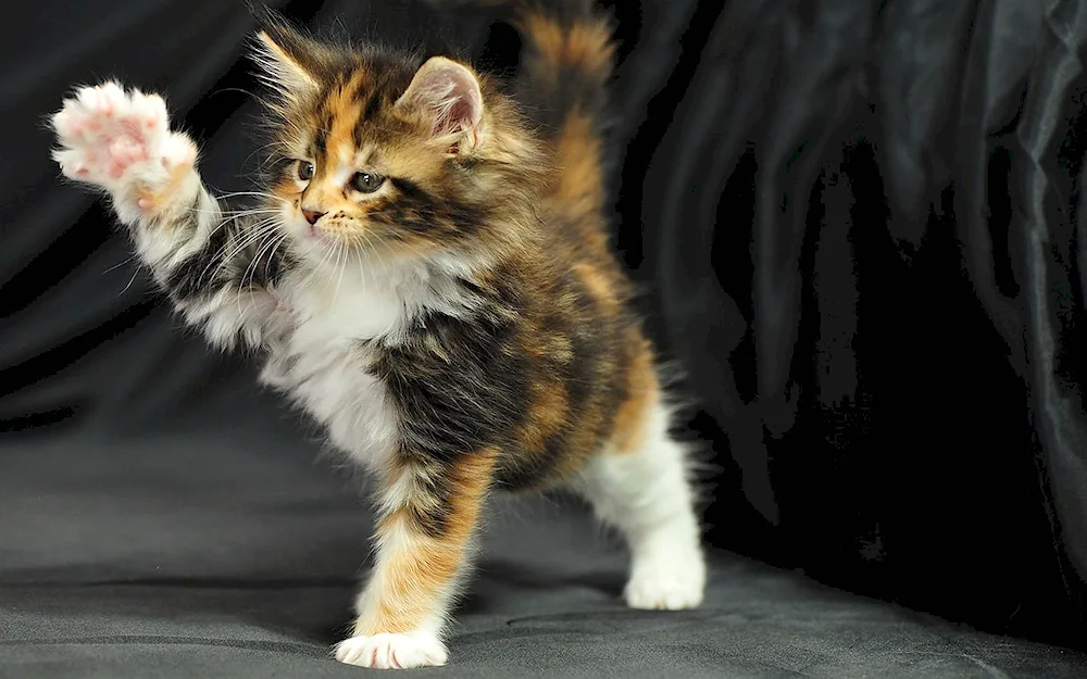 Maine Coon cat