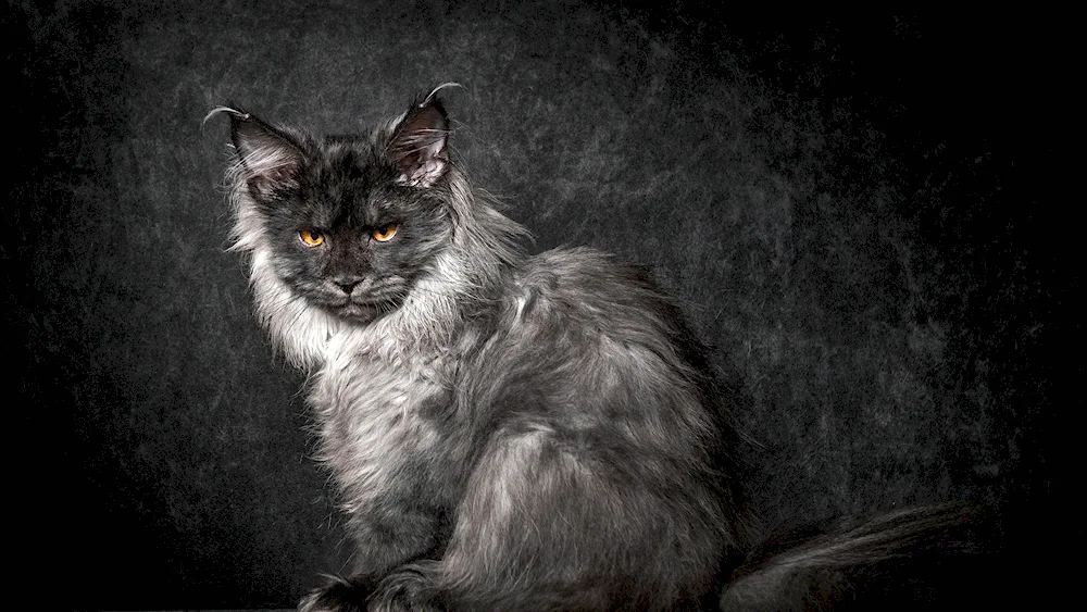 Maine Coon paws