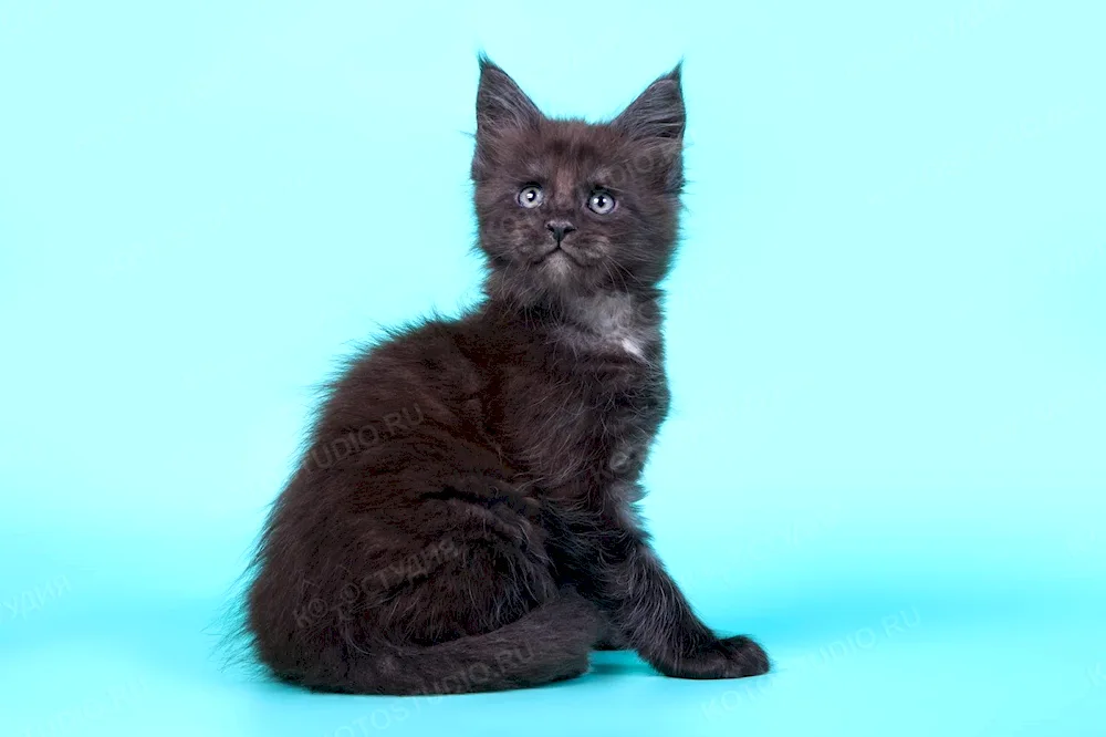 Siberian Maine Coon black