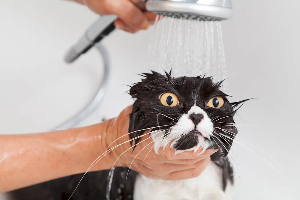 Bathroom washing