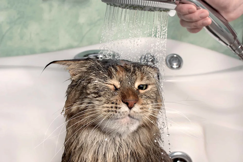 Cat washing