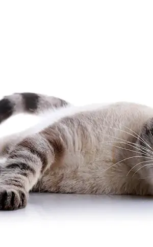 A cat on a white background