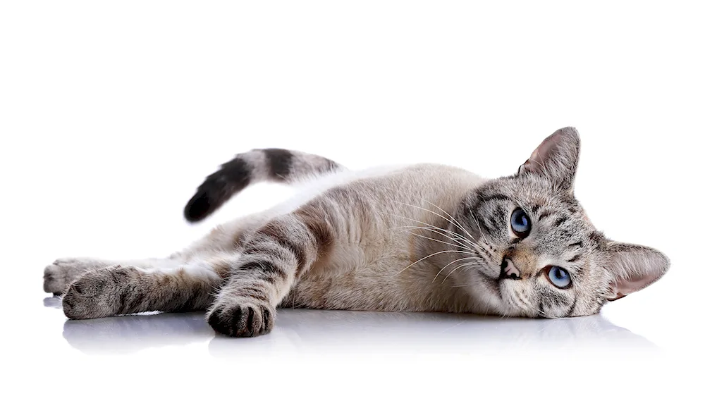 A cat on a white background