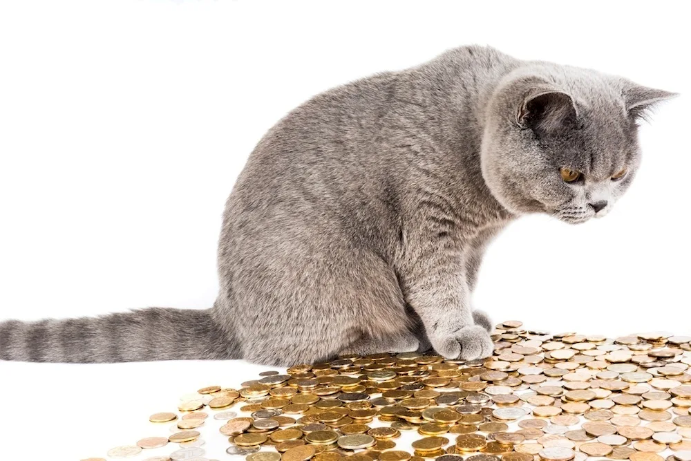 Money cat